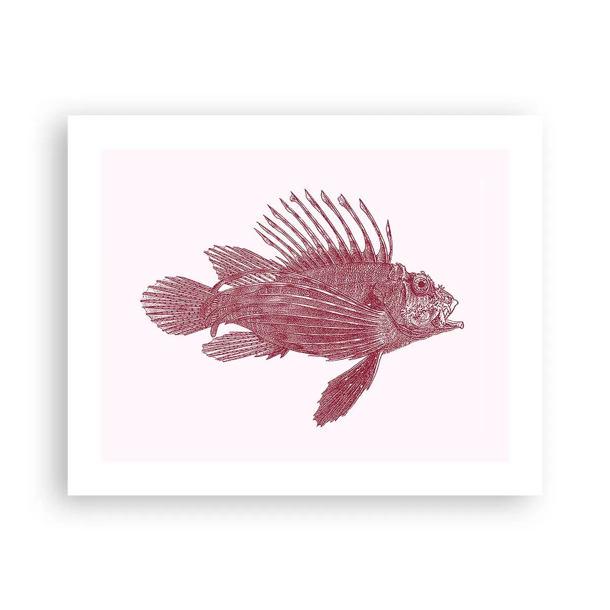 Plakat - En beboer i eksotiske farvande - 50x40 cm