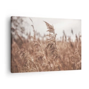 Lærredstryk - Billede på lærred - Gyldne græsser mod baggrunden af efterårslandskab - 70x50cm - Efteråret er allerede på markerne - Moderne vægdekoration til stue og soveværelse ARTTOR