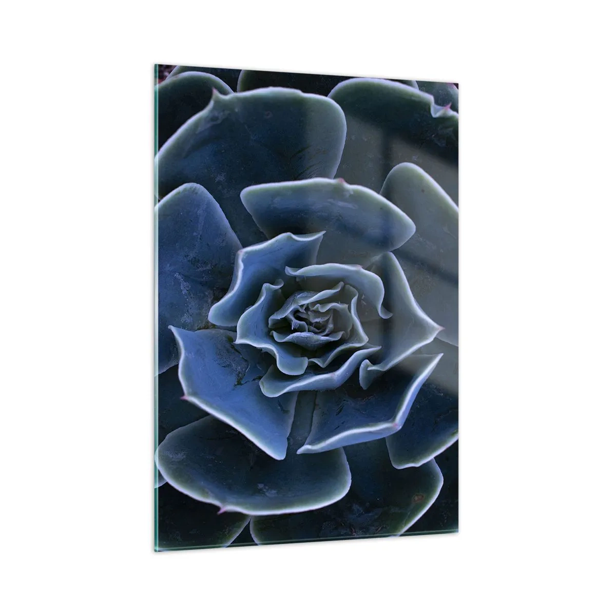 Billede på glas - Ørkenblomst - 50x70 cm