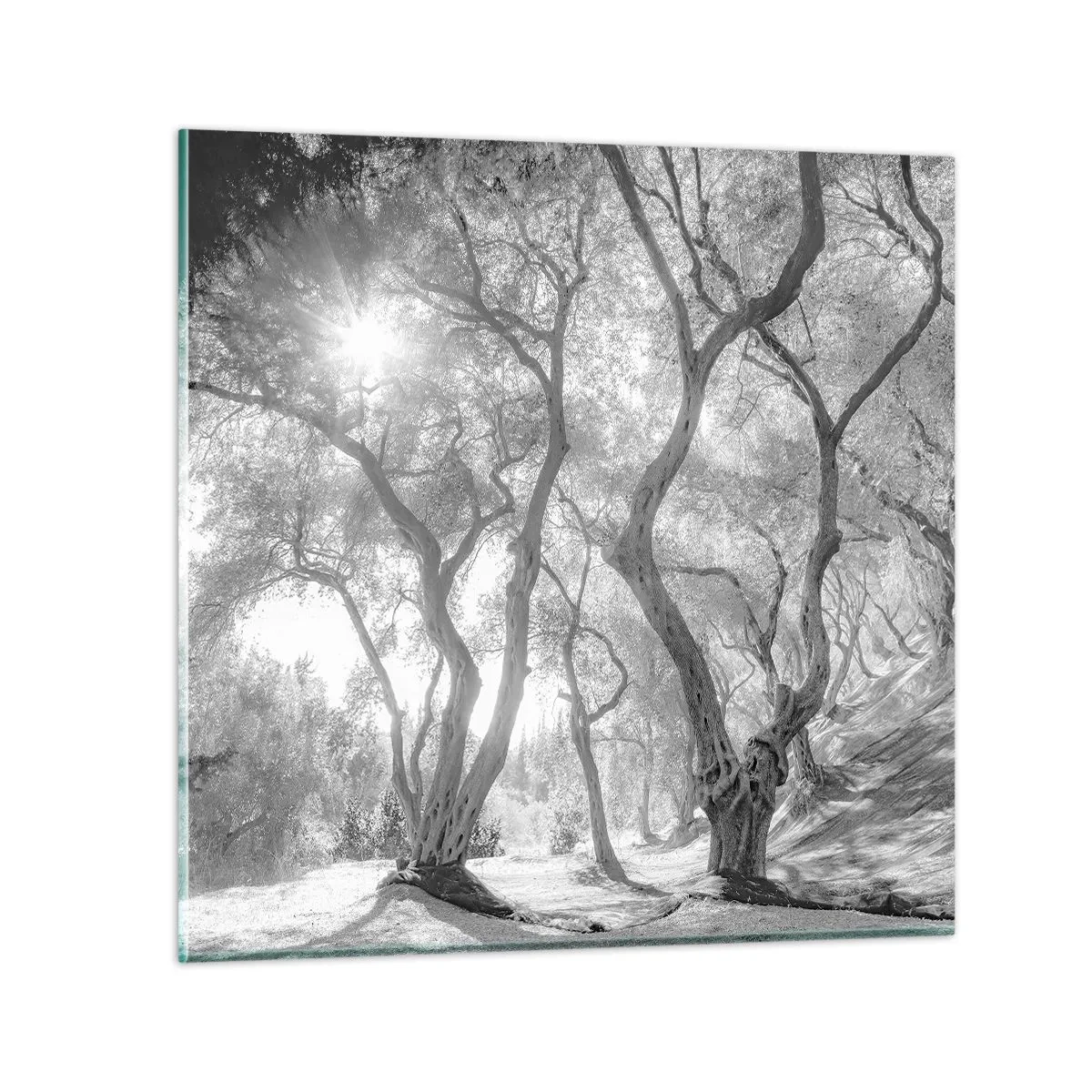 Billede på glas - I en olivenlund - 40x40 cm