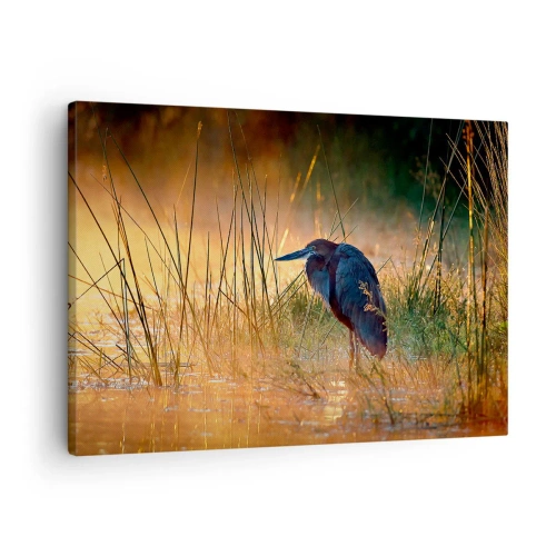 Lærredstryk - Billede på lærred - En hejre i vådområderne ved solnedgang blandt høje græsser - 70x50cm - Giv mig en chance med disse billeder - Moderne vægdekoration til stue og soveværelse ARTTOR