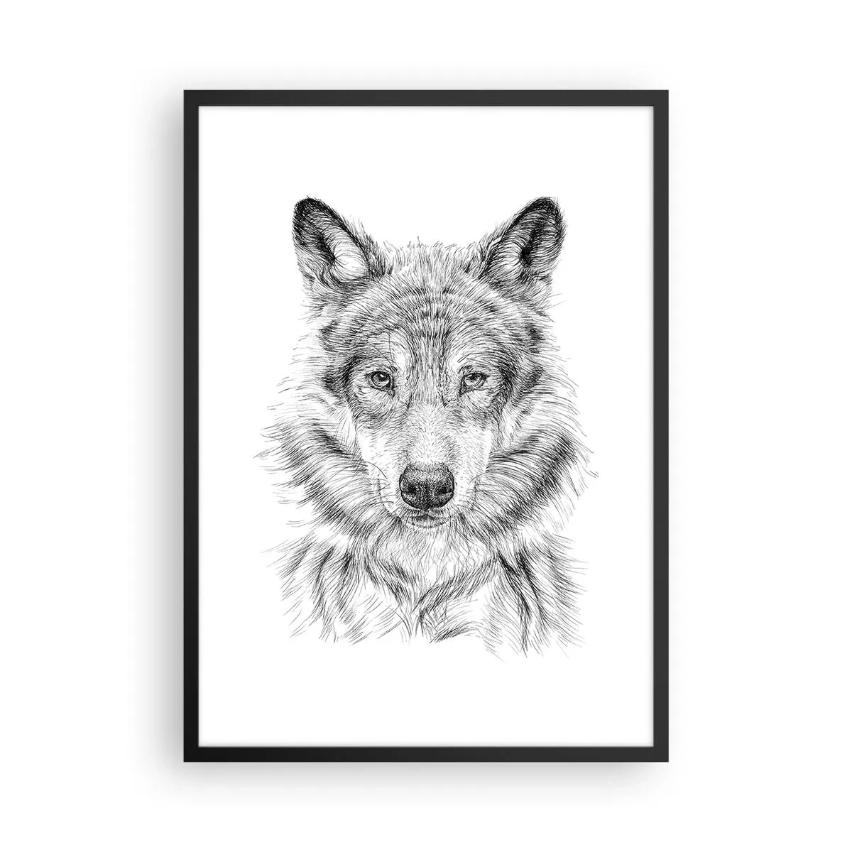 Plakat i sort ramme - Detaljeret tegning af en ulv i sort-hvid stil - 50x70cm - En født leder - Moderne vægdekoration til stue og soveværelse ARTTOR