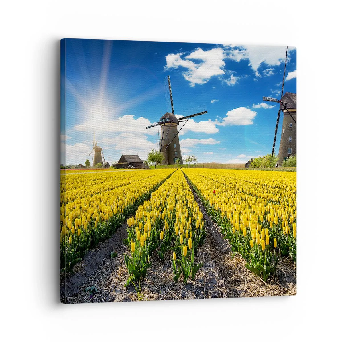 Lærredstryk - Billede på lærred - Kunne ikke være mere hollandsk - 30x30 cm