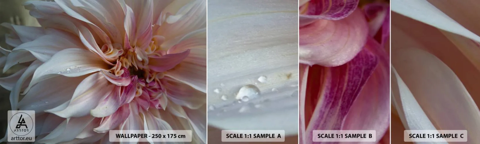 Prøve Fototapet Selvklæbende Deluxe Sticker - Blomstrende friskhed - Blomst, Dahlia, Plante - 100x30 cm