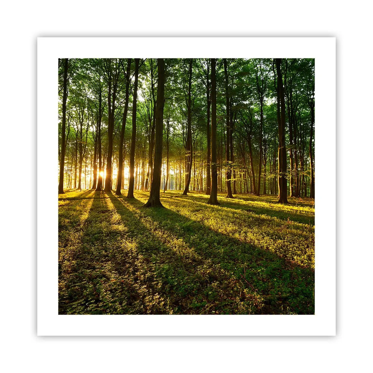 Plakat - Fotografering af alle fjedre - 50x50 cm