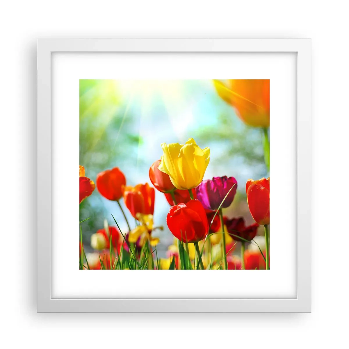 Plakat i hvid ramme - Alle solens farver - 30x30 cm