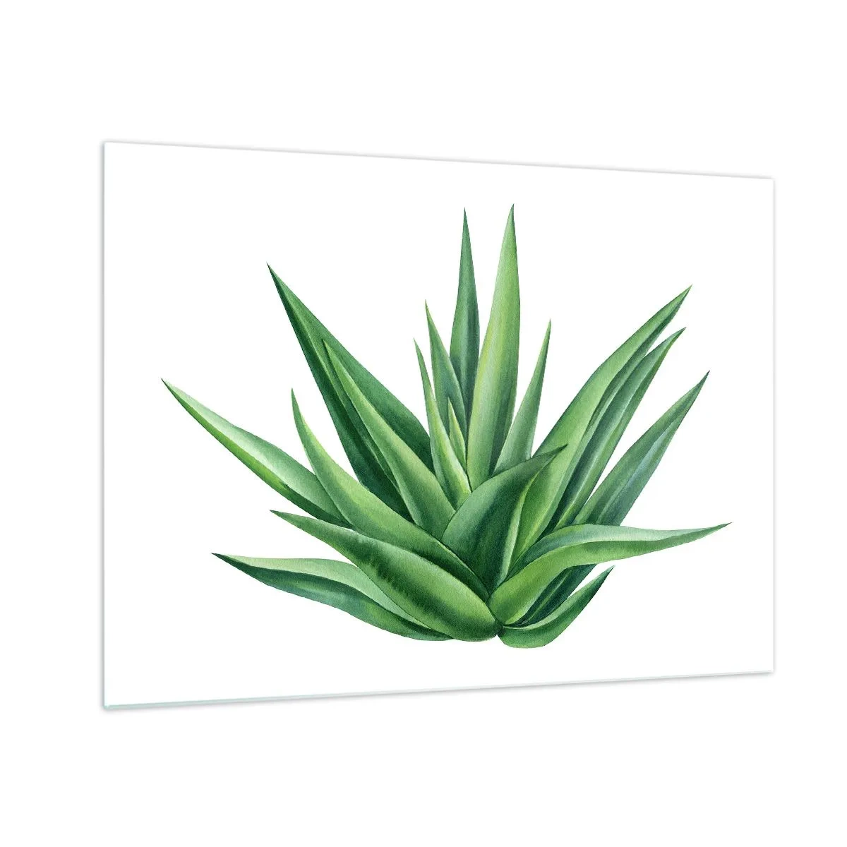 Billede på glas - En grøn plante med kødfulde blade på en hvid baggrund - 70x50cm - Grøn - styrke - liv - Moderne vægdekoration til stue og soveværelse ARTTOR