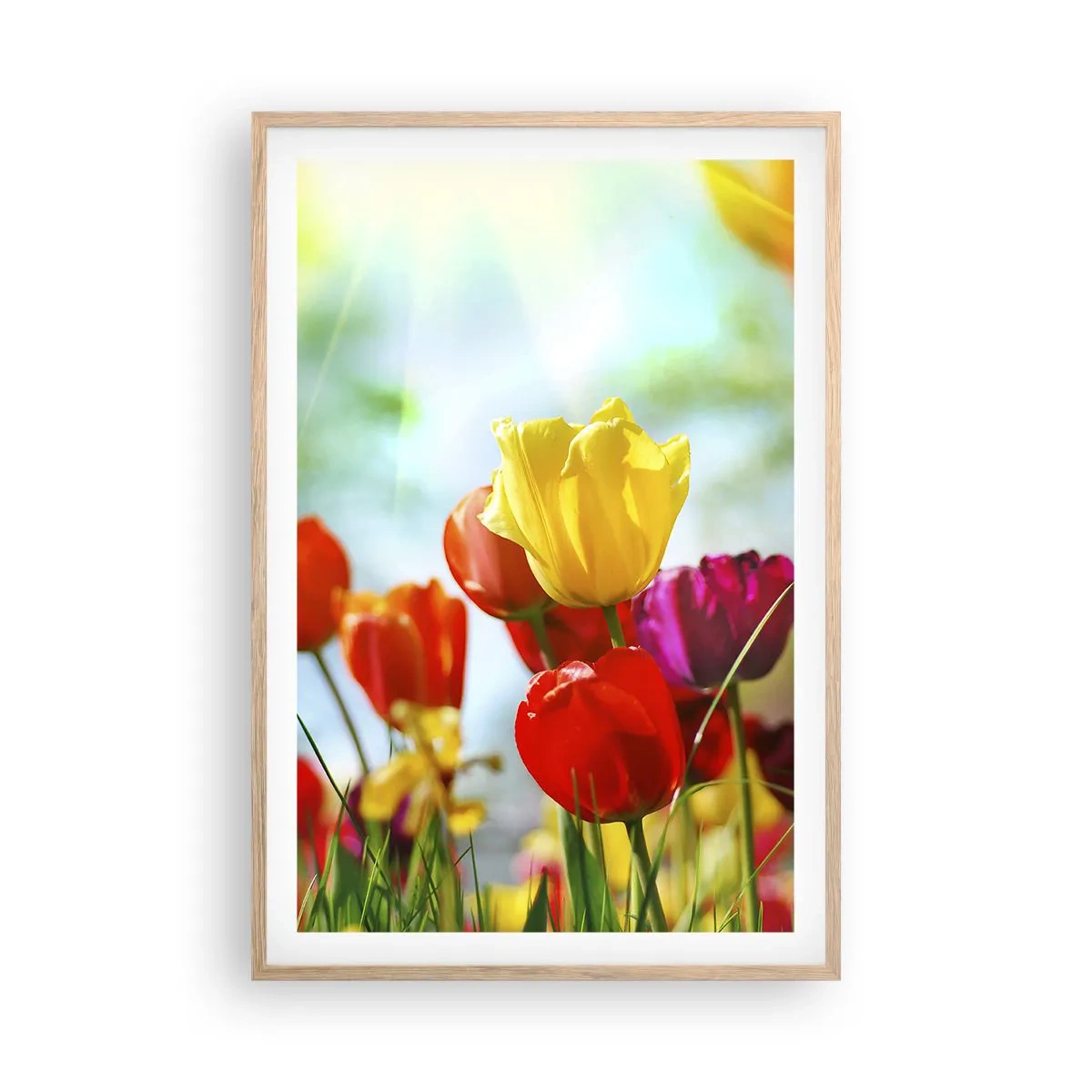 Plakat i ramme af lyst egetræ - Alle solens farver - 61x91 cm