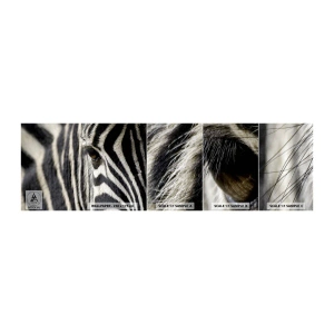 Prøve Fototapet Selvklæbende Deluxe Sticker - Stribet portræt - Dyr, Ribben, Afrika - 100x30 cm