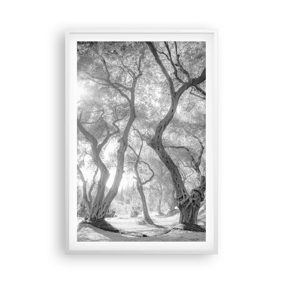 Plakat i hvid ramme - I en olivenlund - 61x91 cm