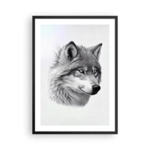 Plakat i sort ramme - Et realistisk portræt af en ulv i grå nuancer. - 50x70cm - Alpha - uden tvivl - Moderne vægdekoration til stue og soveværelse ARTTOR