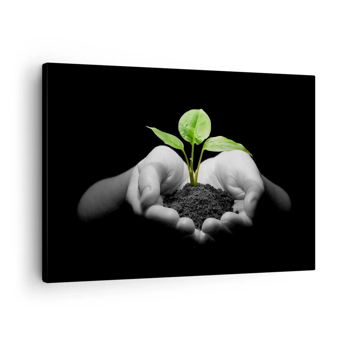 Lærredstryk - Billede på lærred - Hænder, der holder en grøn plante på en sort baggrund - 70x50cm - Jeg elsker naturen, jeg beskytter den - Moderne vægdekoration til stue og soveværelse ARTTOR