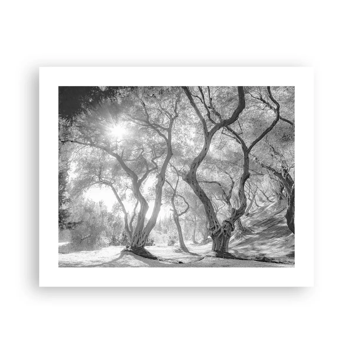 Plakat - I en olivenlund - 50x40 cm