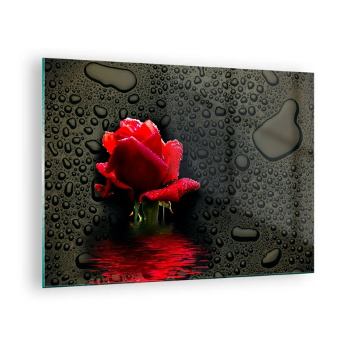 Billede på glas - Rød rose med vanddråber på en mørk baggrund - 70x50cm - Rød og sort - Moderne vægdekoration til stue og soveværelse ARTTOR