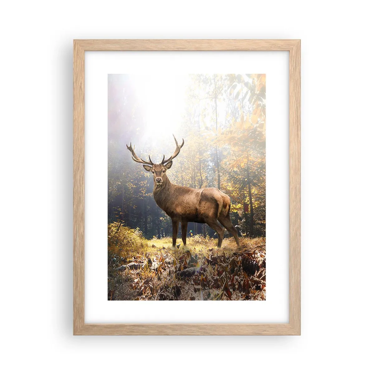 Plakat i ramme af lyst egetræ - I fuld majestæt - 30x40 cm