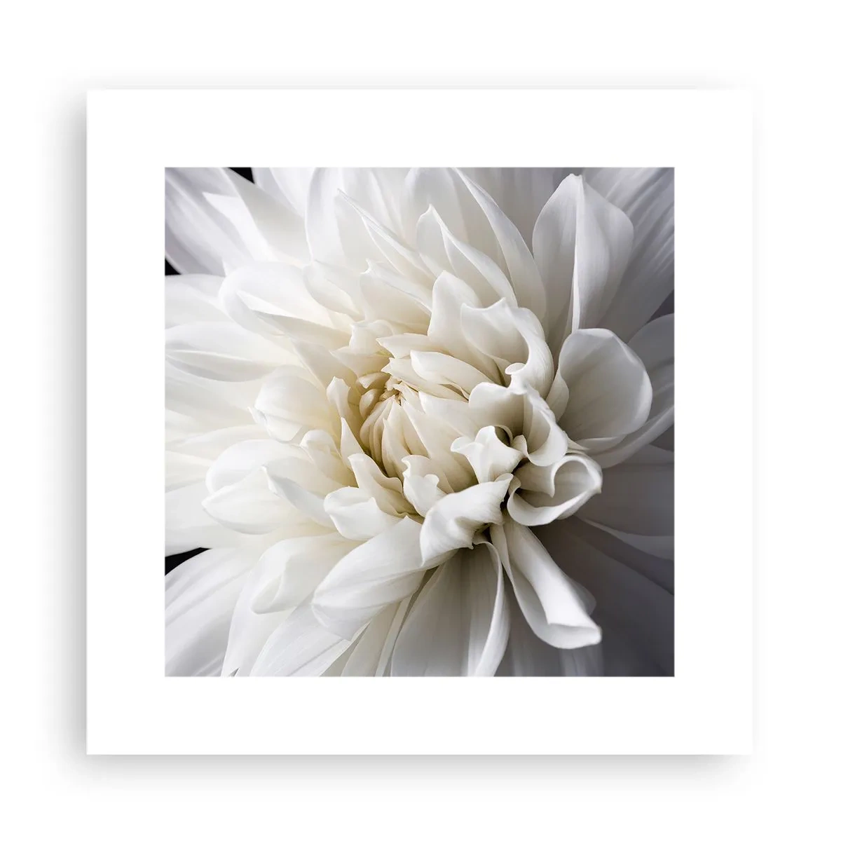 Plakat - Morgenbrud - 30x30 cm