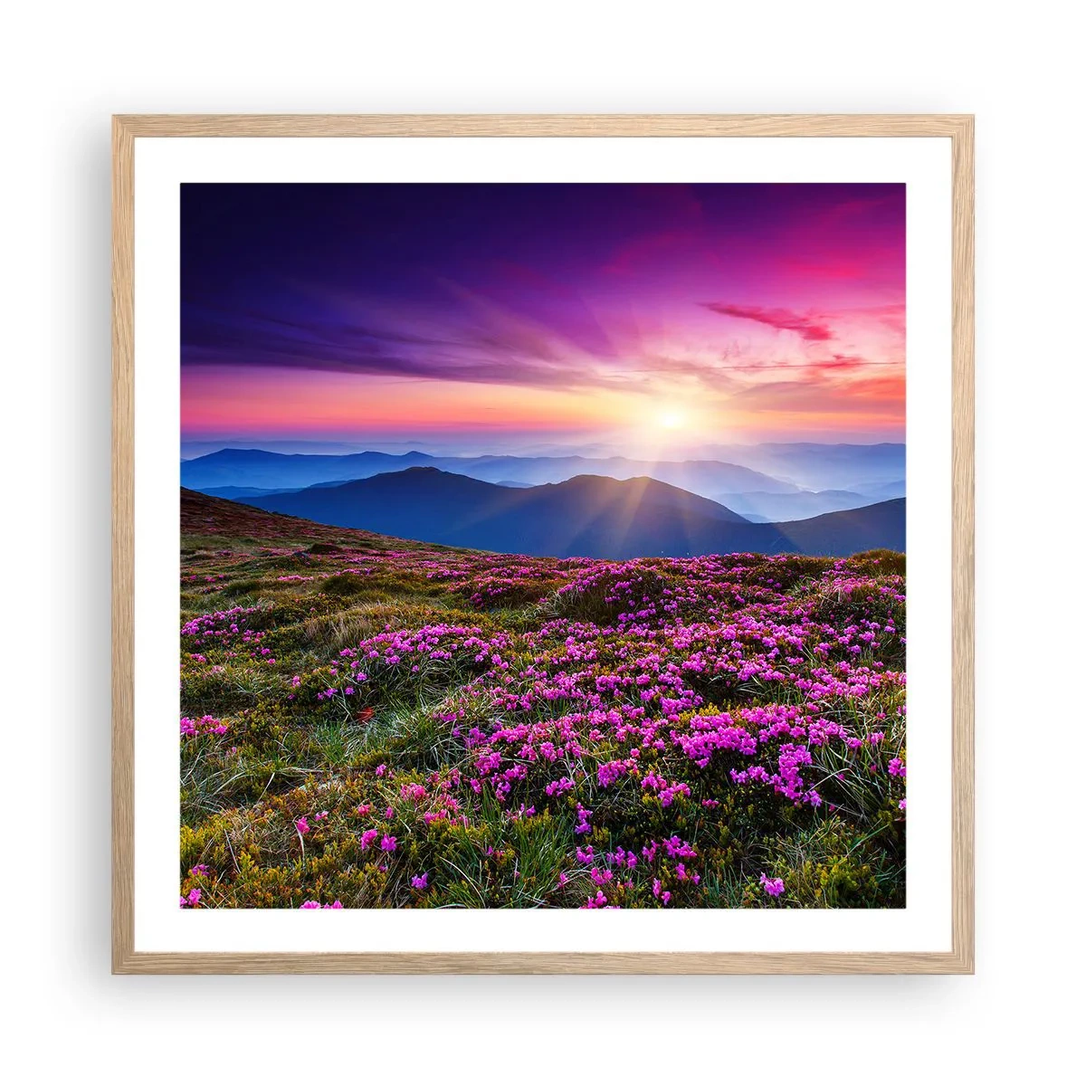 Plakat i ramme af lyst egetræ - Urter duftede friske bundter fra niw - 60x60 cm