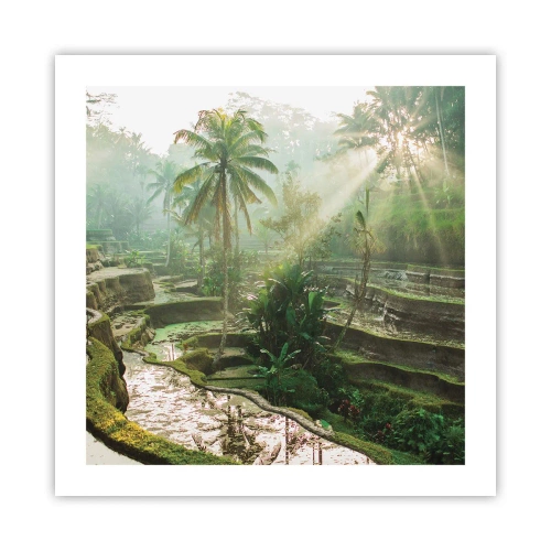 Plakat - Voksende op i solen - 50x50 cm