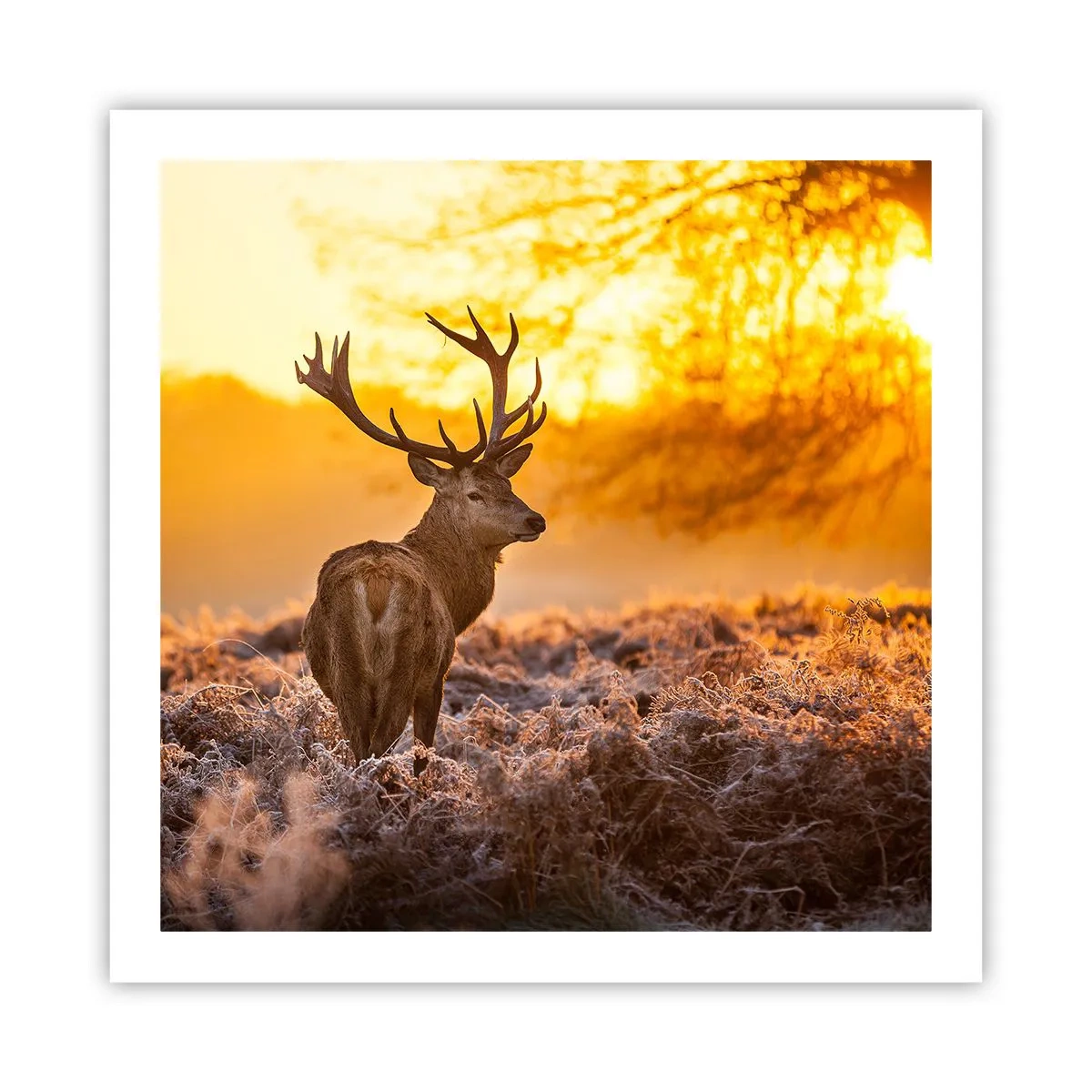 Plakat - Kongen af efterårsskoven - 60x60 cm