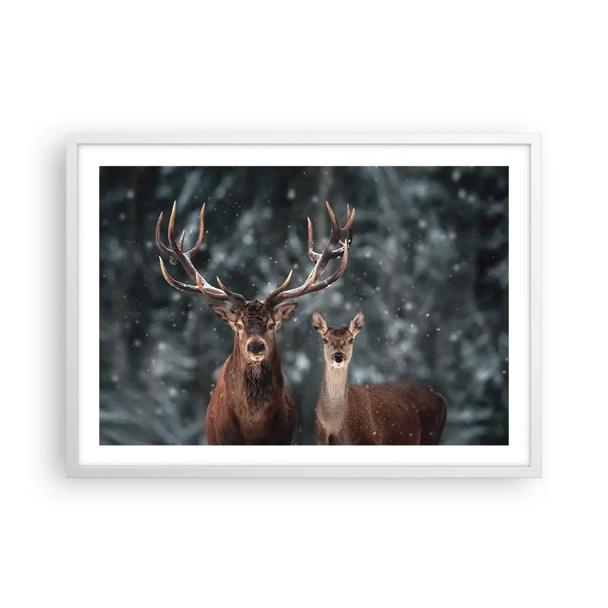 Plakat i hvid ramme - Skovens herre og hans kone - 70x50 cm