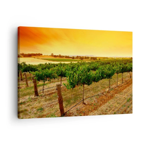 Lærredstryk - Billede på lærred - Vinstokke på en plantage ved en gylden solnedgang - 70x50cm - Drik solen - Moderne vægdekoration til stue og soveværelse ARTTOR