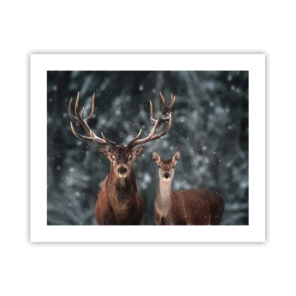 Plakat - Skovens herre og hans kone - 50x40 cm