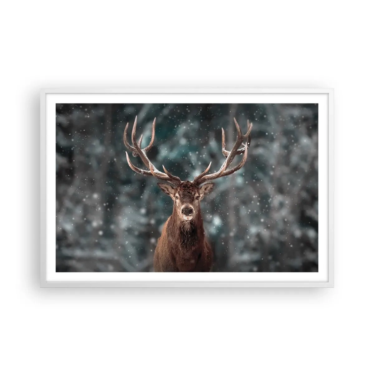 Plakat i hvid ramme - Skovens konge kronet - 91x61 cm