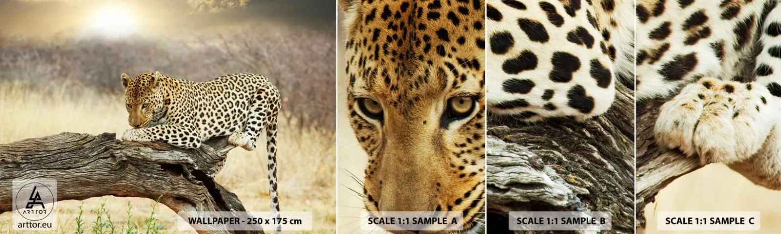Prøve Fototapet Selvklæbende Deluxe Sticker - Jeg går min egen vej - Dyr, leopard, Afrika - 100x30 cm
