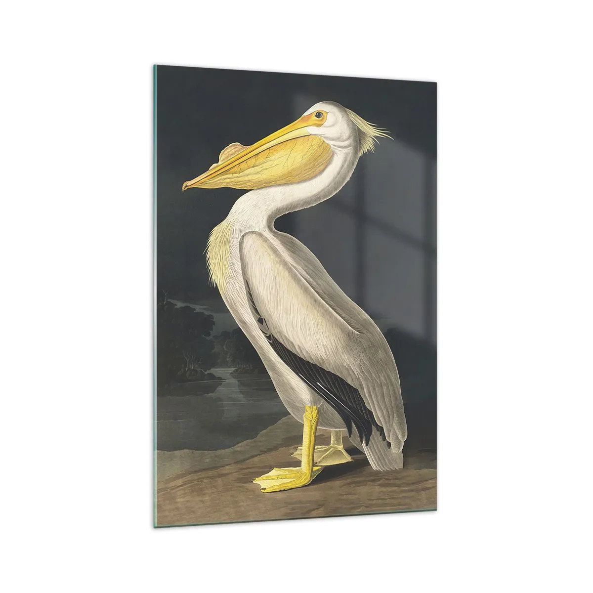 Billede på glas - Fuld af stolthed - 70x100 cm