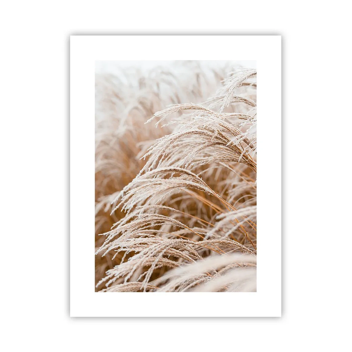 Plakat - Bøjer sig for efterårssolen - 30x40 cm