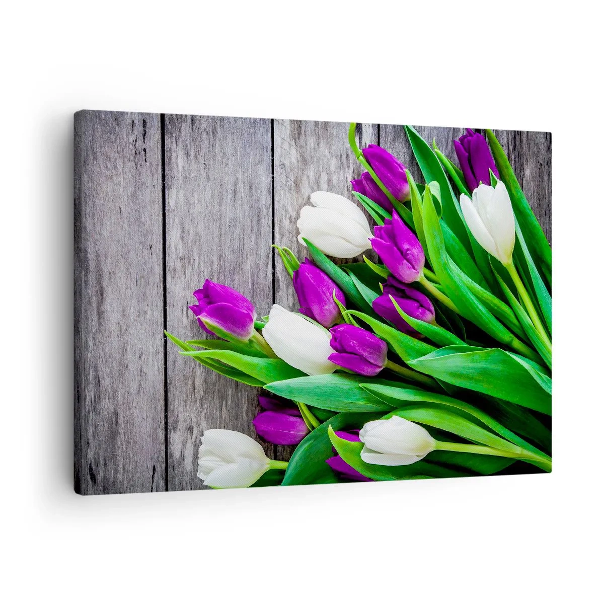 Lærredstryk - Billede på lærred - En buket lilla og hvide tulipaner på en træbaggrund - 70x50cm - På dagen for forårsfesten - Moderne vægdekoration til stue og soveværelse ARTTOR