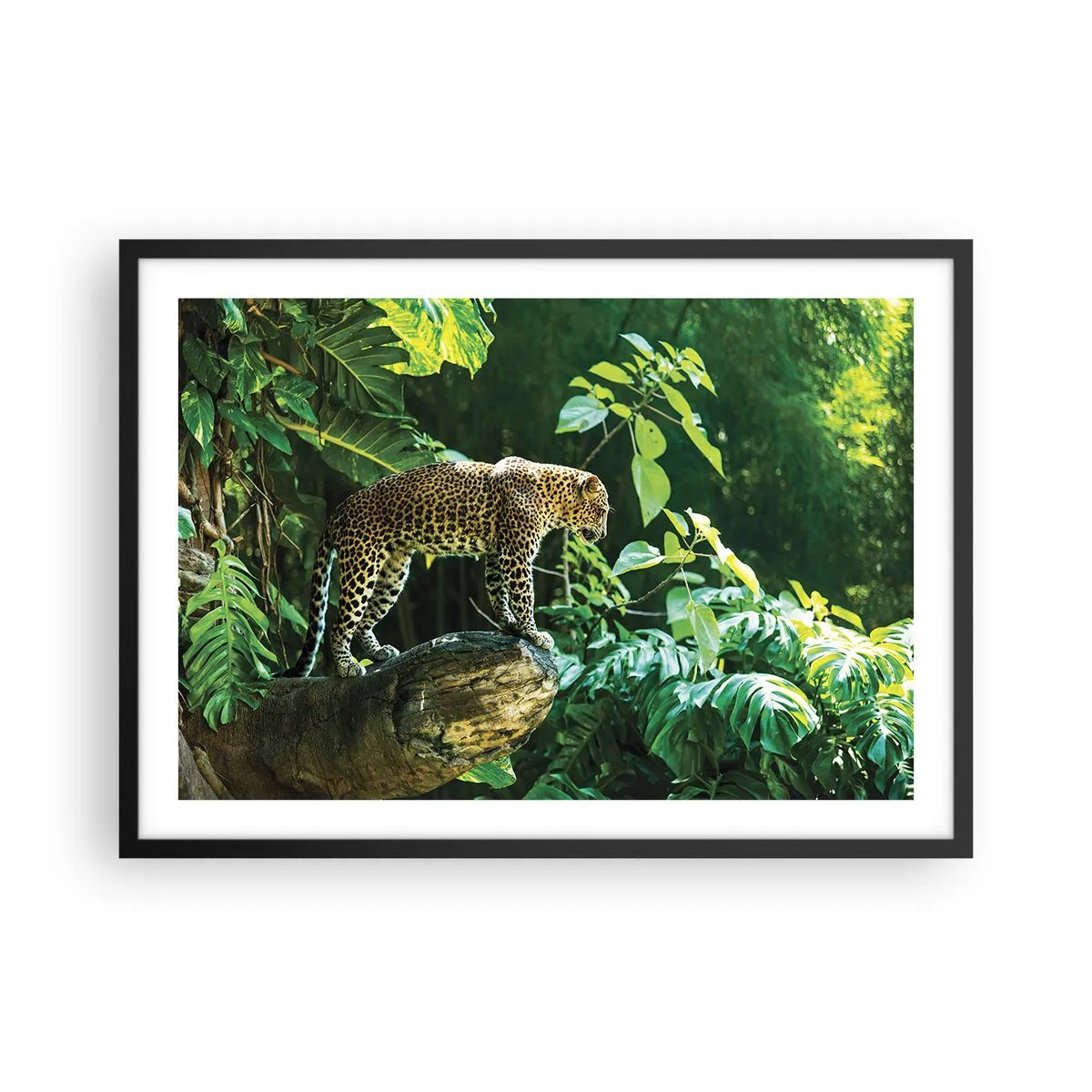 Plakat i sort ramme - Til jagt? - 70x50 cm