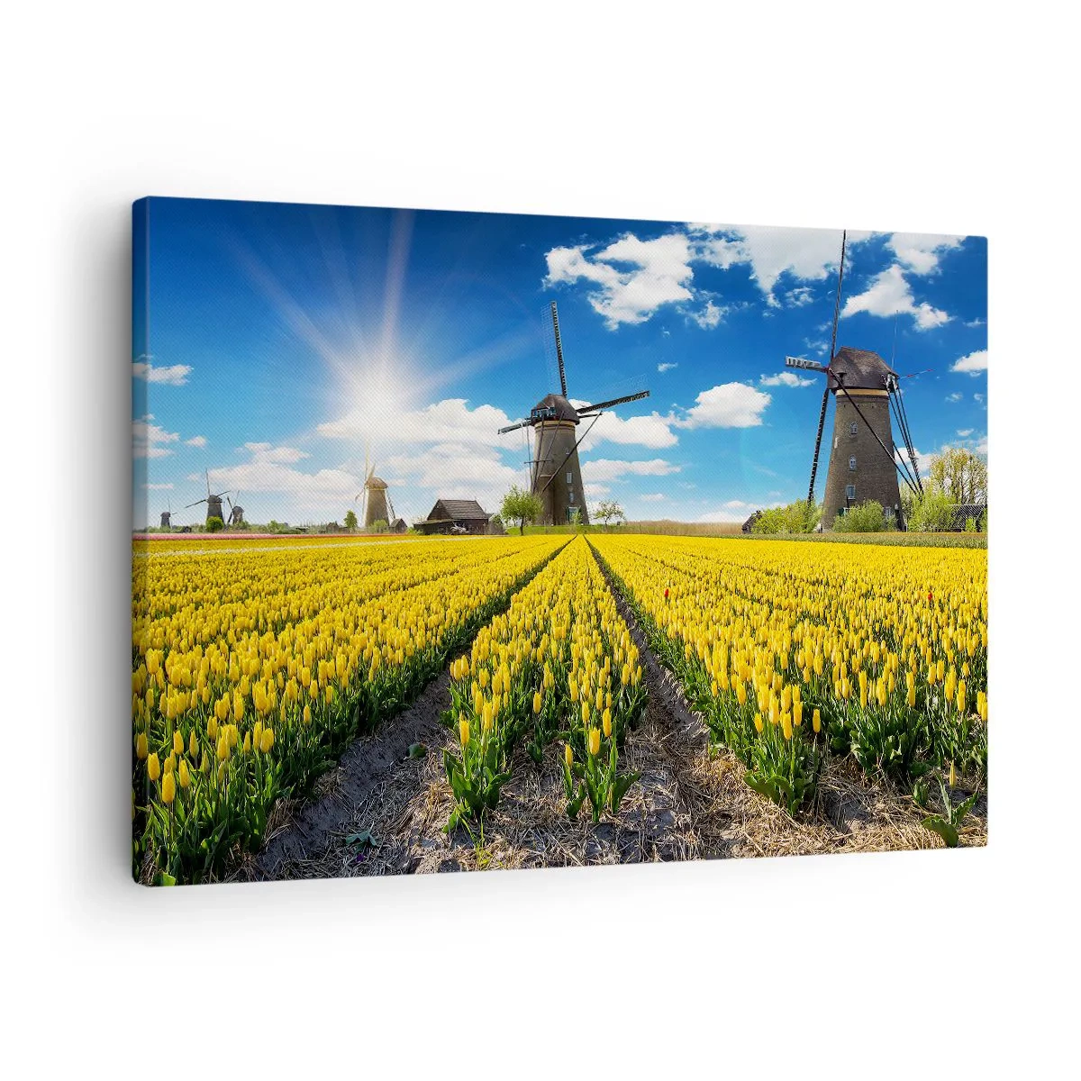 Lærredstryk - Billede på lærred - Et felt af gule tulipaner med vindmøller i horisonten - 70x50cm - Kunne ikke være mere hollandsk - Moderne vægdekoration til stue og soveværelse ARTTOR