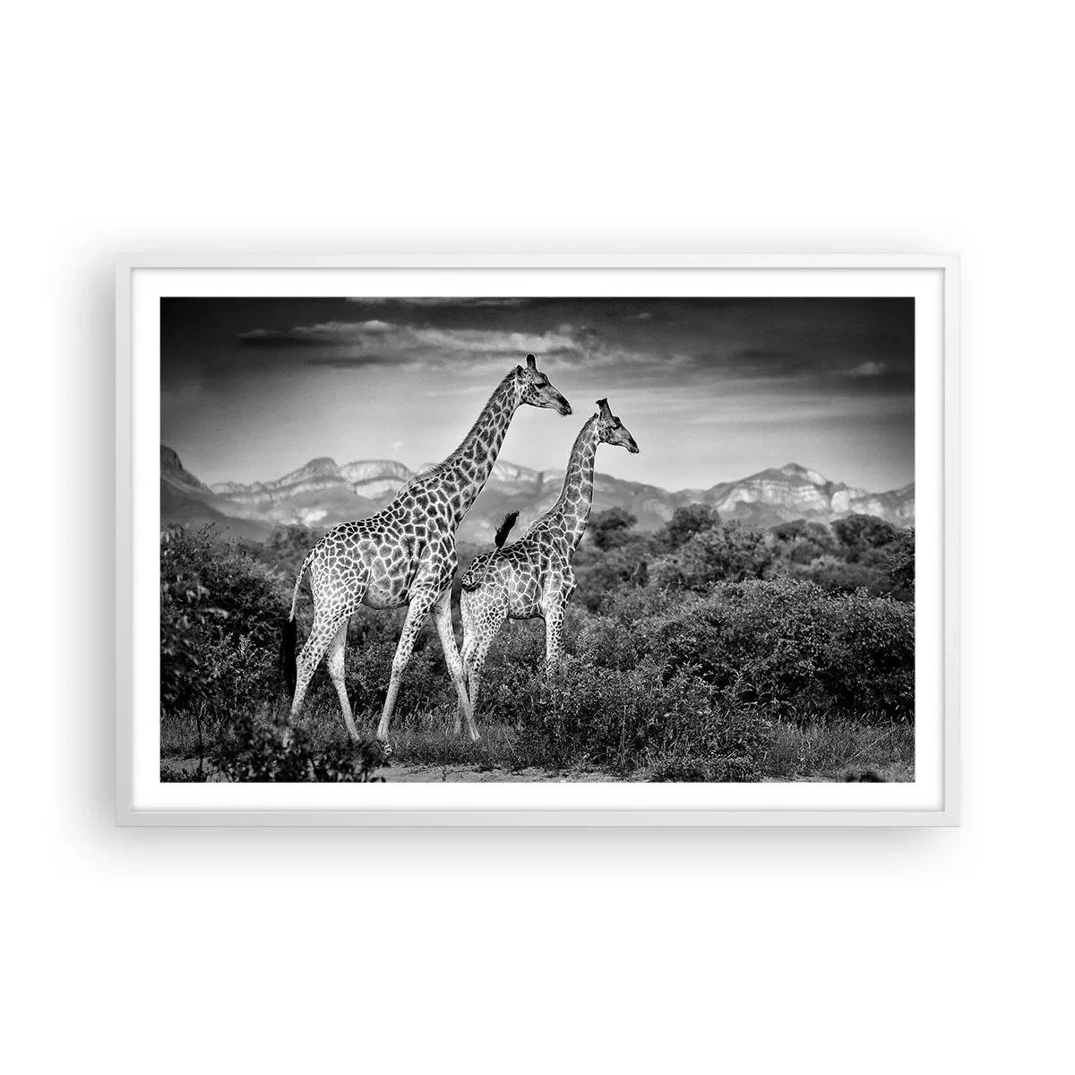 Plakat i hvid ramme - Afrikas overklasse - 91x61 cm