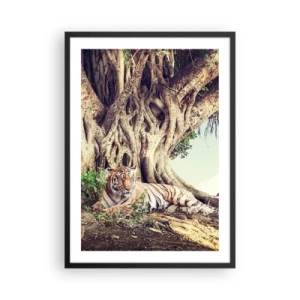 Plakat i sort ramme - En tiger hviler under et stort træ med sammenfiltrede rødder. - 50x70cm - Udsigt fra Første Mosebog - Moderne vægdekoration til stue og soveværelse ARTTOR