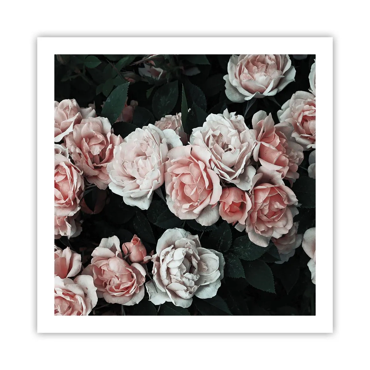 Plakat - Lyserød ansamble - 60x60 cm