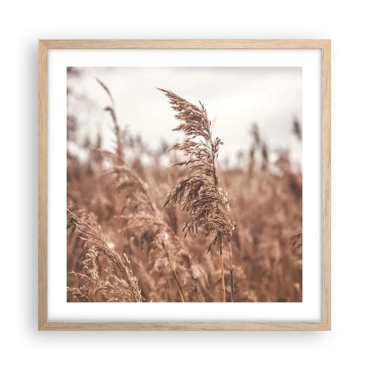 Plakat i ramme af lyst egetræ - Efteråret er allerede på markerne - 50x50 cm