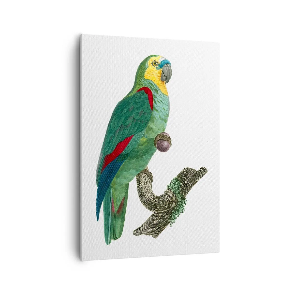 Lærredstryk - Billede på lærred - Papegøjeportræt - 70x100 cm