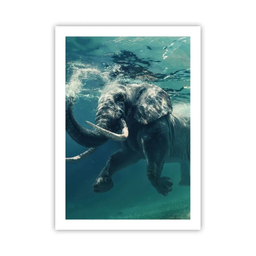 Plakat - Alle kan lide at svømme - 50x70 cm