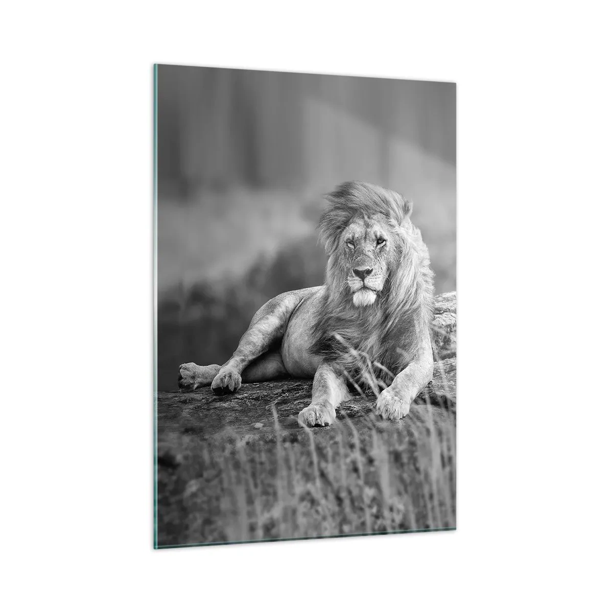 Billede på glas - Kongelig siesta - 50x70 cm