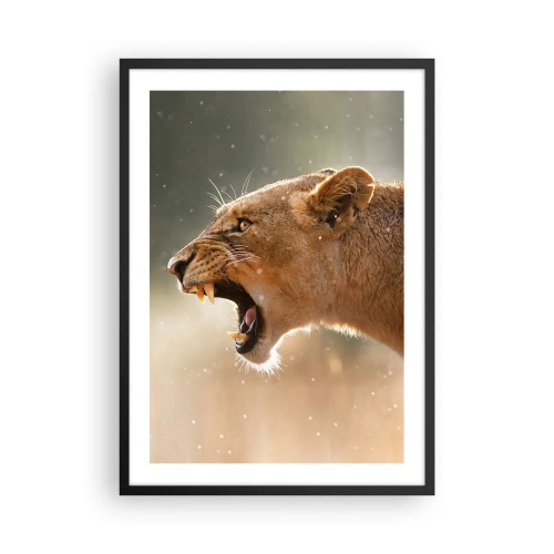 Plakat i sort ramme - Nærbillede af en rasende løvinde i fuld bevægelse - 50x70cm - Prøv ikke at lytte - Moderne vægdekoration til stue og soveværelse ARTTOR