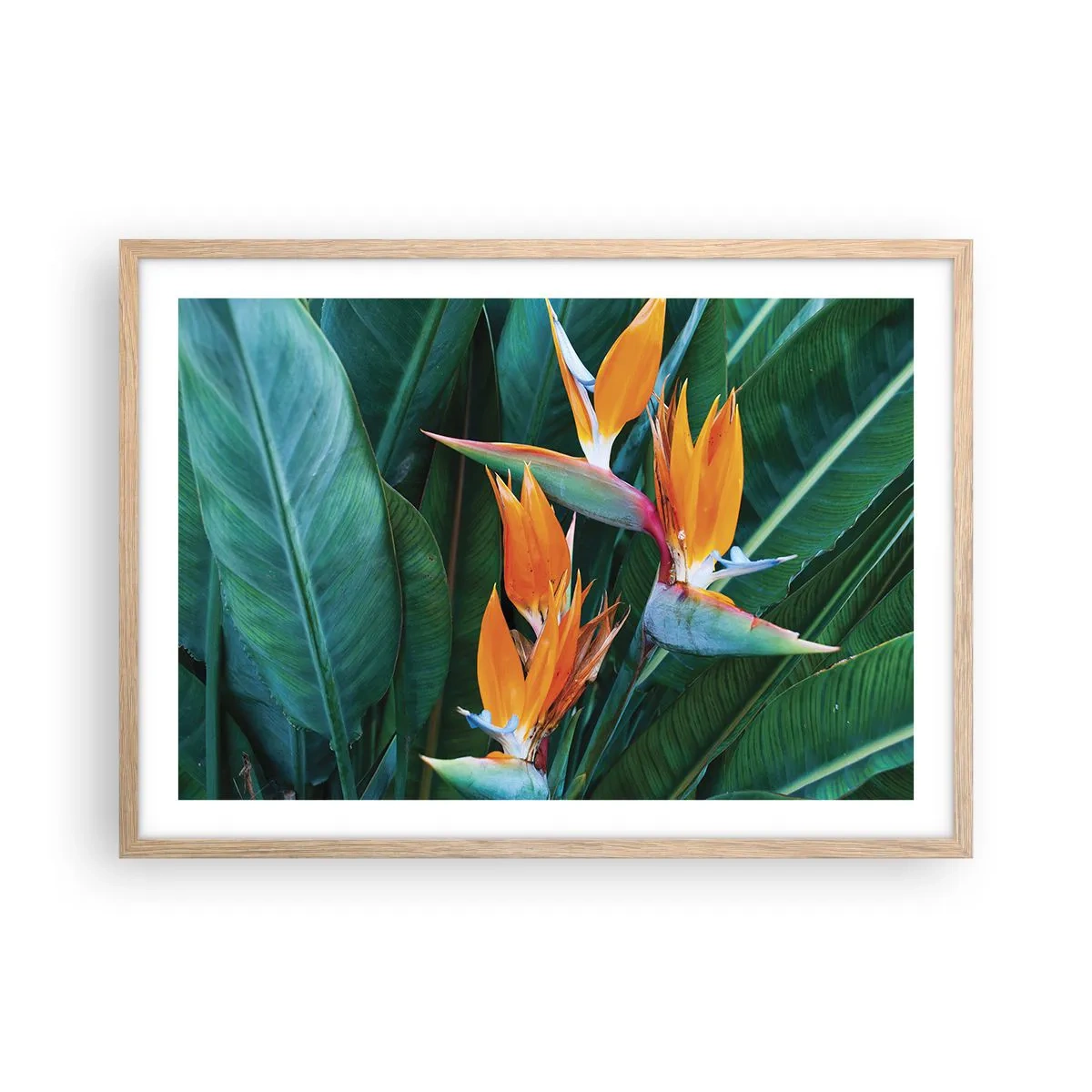 Plakat i ramme af lyst egetræ - Er det en blomst eller er det en fugl? - 70x50 cm