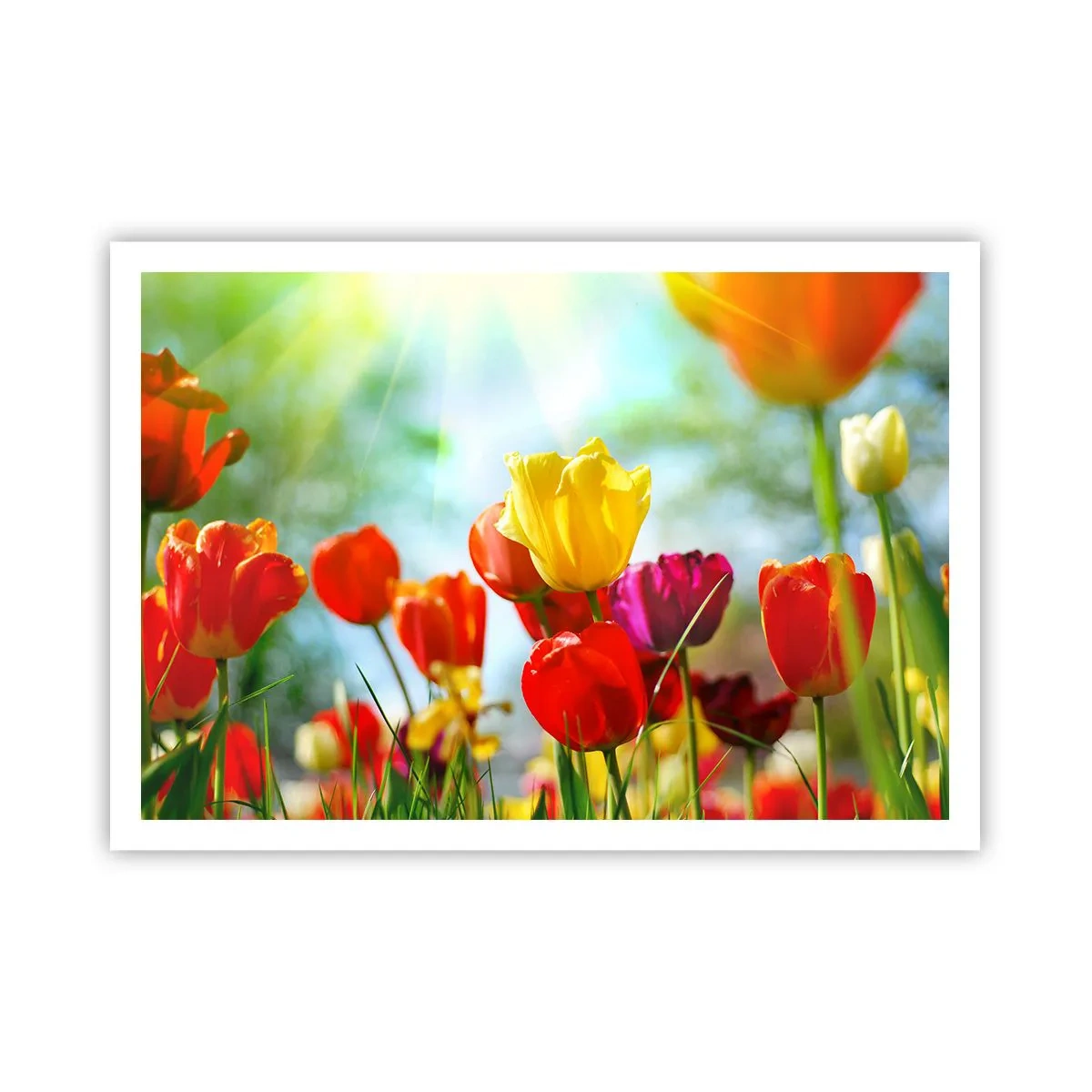 Plakat - Alle solens farver - 100x70 cm