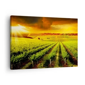 Lærredstryk - Billede på lærred - Gyldne vinmarker oplyst af solens stråler - 70x50cm - Under den australske sol - Moderne vægdekoration til stue og soveværelse ARTTOR