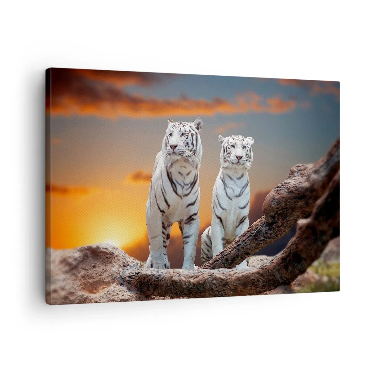 Lærredstryk - Billede på lærred - Hvide tigre i den nedgående sol mod naturens baggrund - 70x50cm - Ligesom i Narnia - Moderne vægdekoration til stue og soveværelse ARTTOR