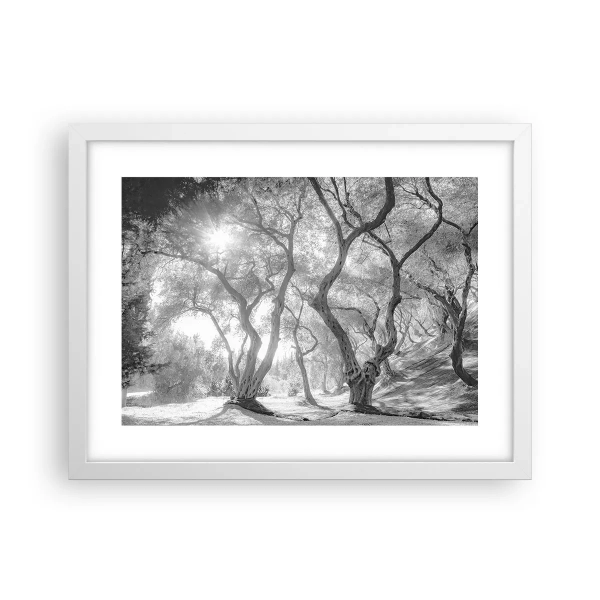 Plakat i hvid ramme - I en olivenlund - 40x30 cm