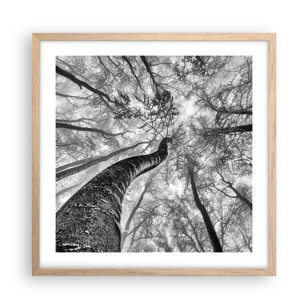 Plakat i ramme af lyst egetræ - Kapløb mod lyset - 50x50 cm