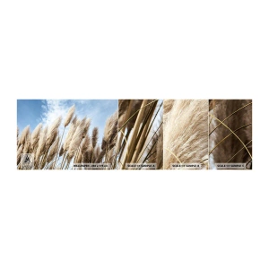 Fototapet Prøve Standard Eco - Solrig og blæsende kærtegn - Pampas græs, Natur, Boho - 100x30 cm