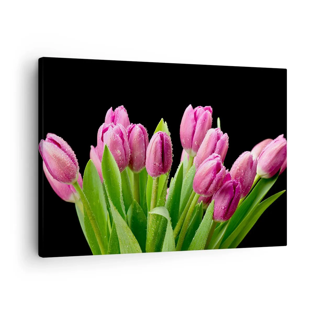 Lærredstryk - Billede på lærred - Lyserøde tulipaner med dugdråber på en sort baggrund - 70x50cm - Forårets lilla glæde - Moderne vægdekoration til stue og soveværelse ARTTOR