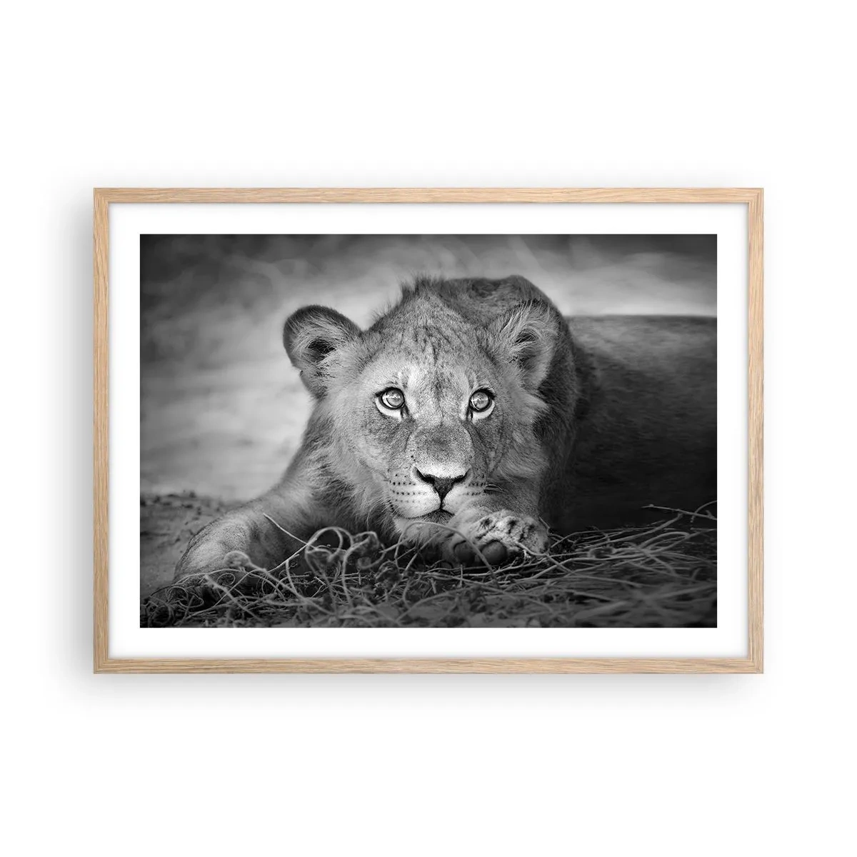 Plakat i ramme af lyst egetræ - Kongelig hvalp - 70x50 cm